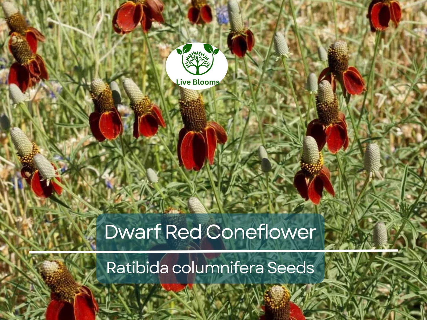 500 Seeds Dwarf Red Coneflower Perennial - Non-GMO, Pollinator-Friendly Meadow Wildflower