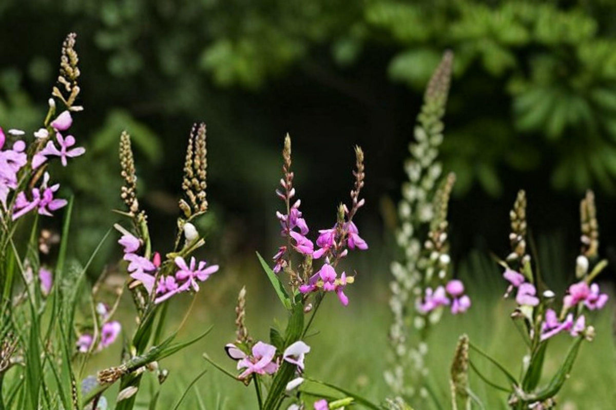 Showy Tick Trefoil Seeds - 25 Pack - Pink Rose-Purple Wildflower - Desmodium canadense - Native Perennial for Pollinators