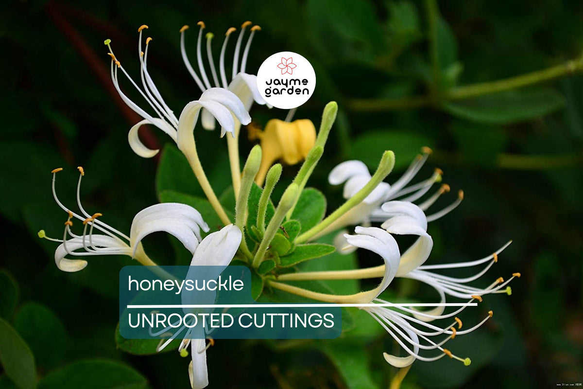 Honeysuckle Cuttings - 6 Unrooted 6"-8" Long Fragrant Vine (Lonicera spp.) - Fast Growing & Easy to Propagate for Gardens