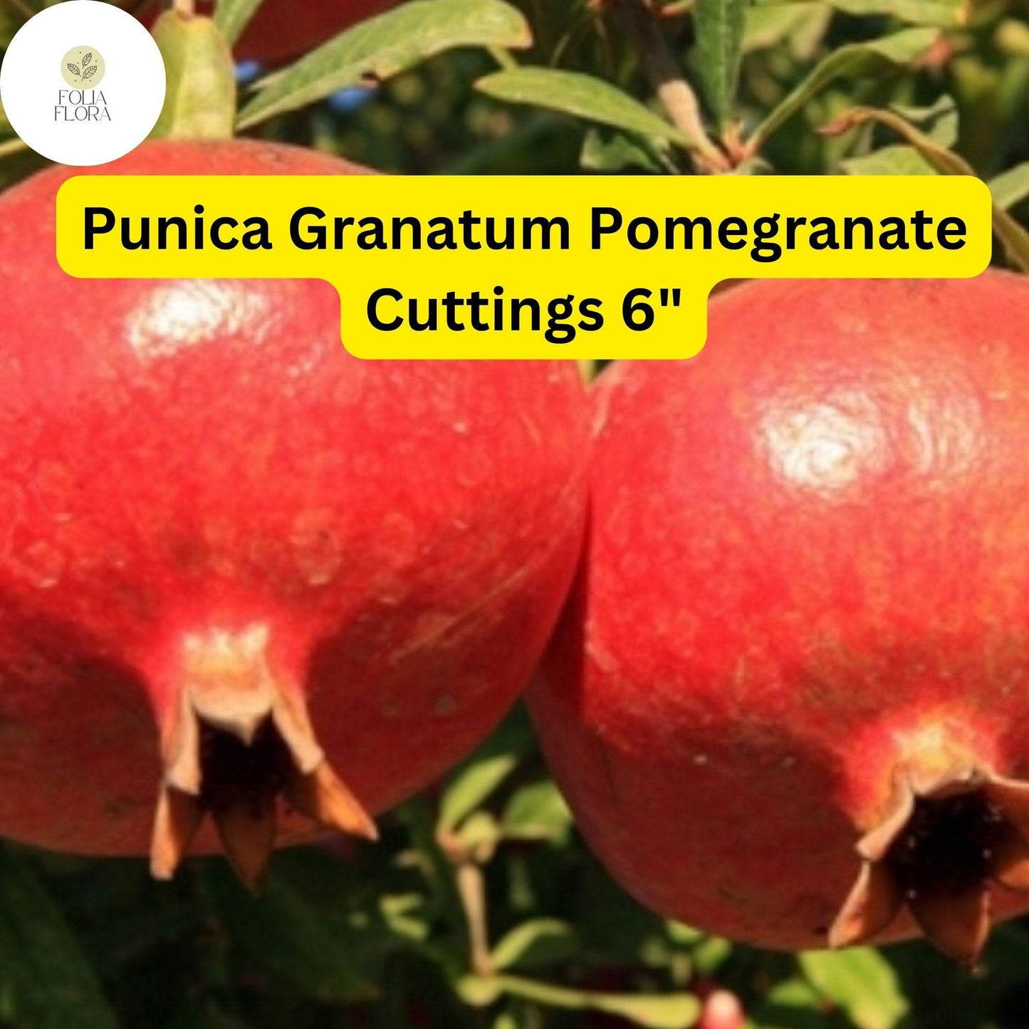 Punica Granatum Pomegranate | 7 Live 6” Cuttings | Fast-Growing, Drought-Tolerant Fruit Tree