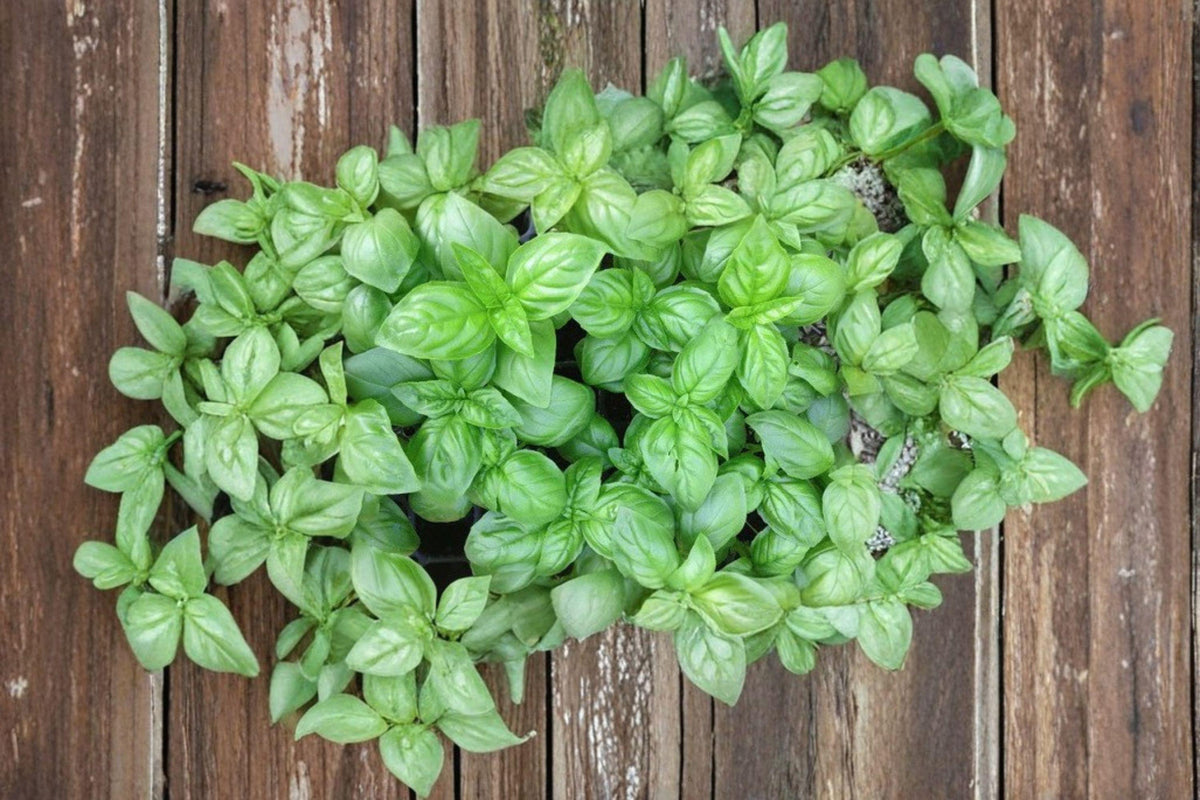 Genovese Basil Seeds - 700 Pack | Classic Italian Culinary Herb | Large Aromatic Leaves | Ocimum basilicum