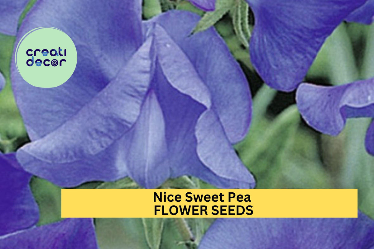 50+ Nice Sweet Pea Seeds – Fragrant Bi-Color Pink & Lavender Climbing Vines for Trellises