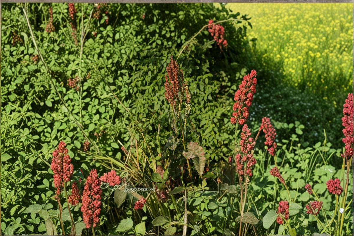 Great Water Dock Seeds - 100 Count - Rumex orbiculatus - Native Wetland Perennial for Erosion Control & Wildlife Habitat
