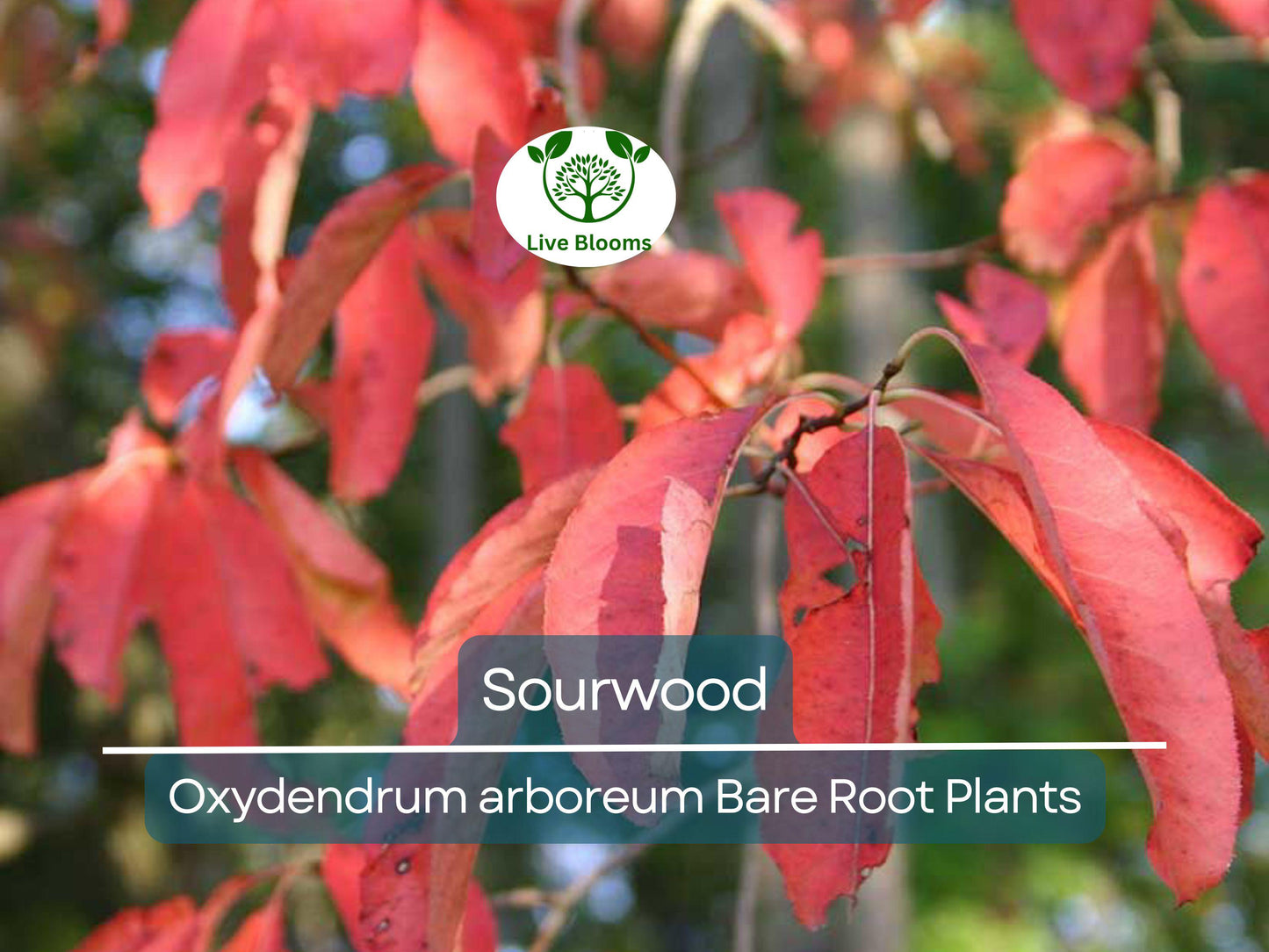 2 Bare Root Sourwood Trees 1-2 Ft Tall - Oxydendrum Arboreum with White Summer Blooms & Red Fall Foliage