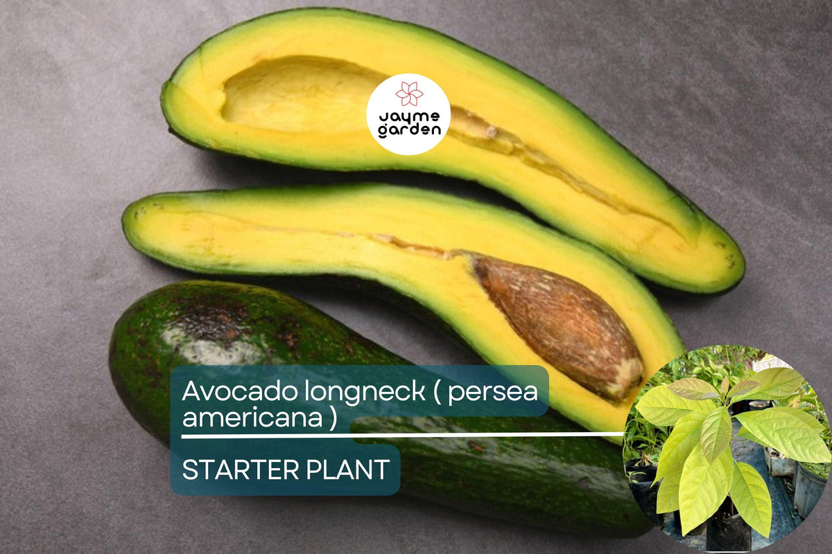 Avocado Longneck Tree Seedling 1'-2' | Persea americana | Year-Round Fruit | Easy Care Tropical Garden Plant