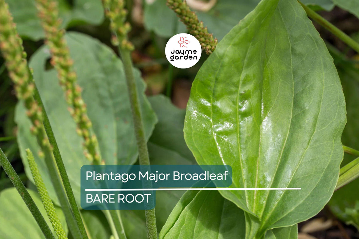 Bare Root Plants: 2 Plantago Major Broadleaf Plantain Live Plants - Easy Care Herb, Perennial, Drought Tolerant, Hardy Garden Plant