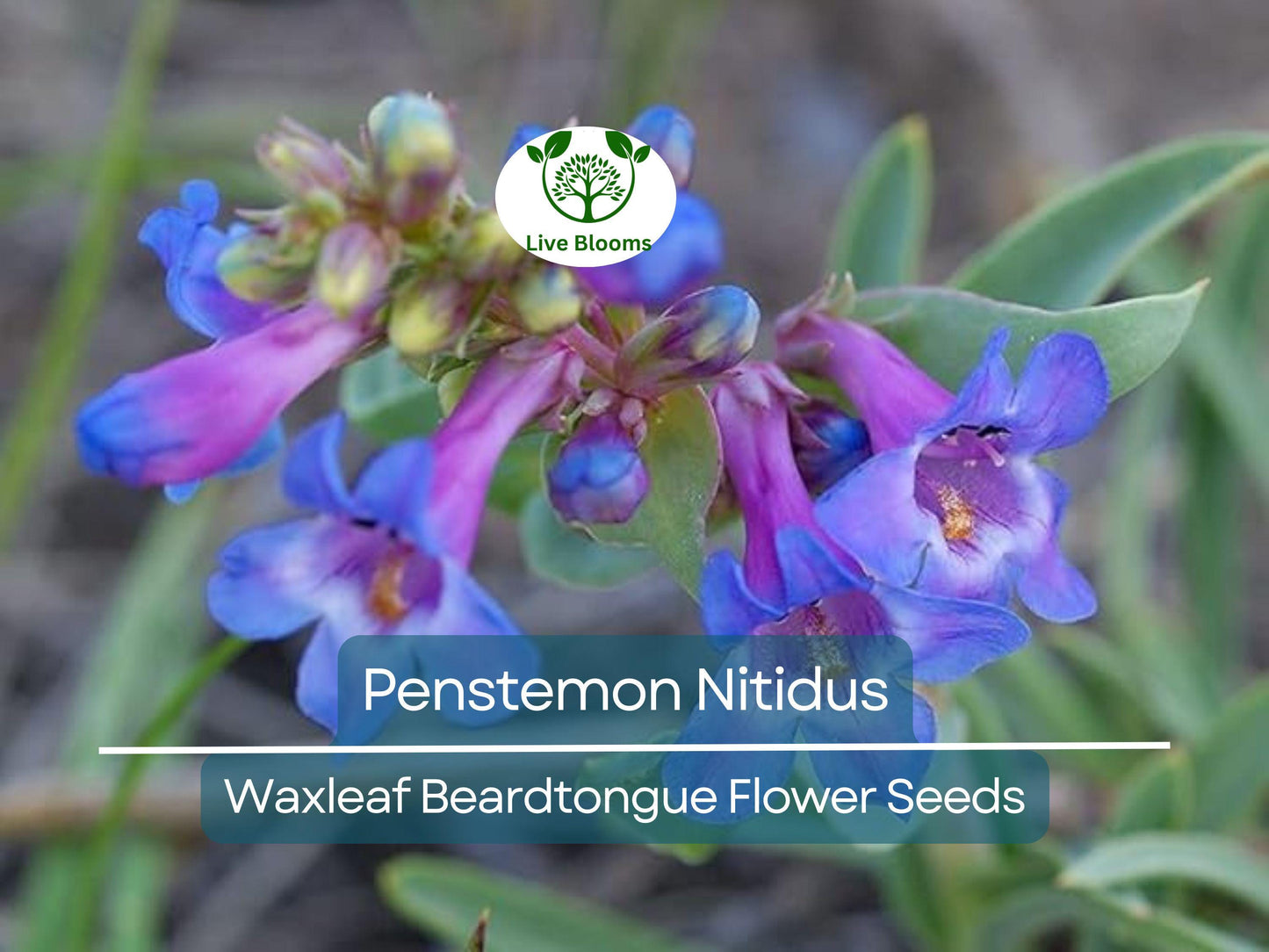100 mg Penstemon Nitidus Seeds - Drought-Tolerant Perennial Wildflower for Pollinator Gardens