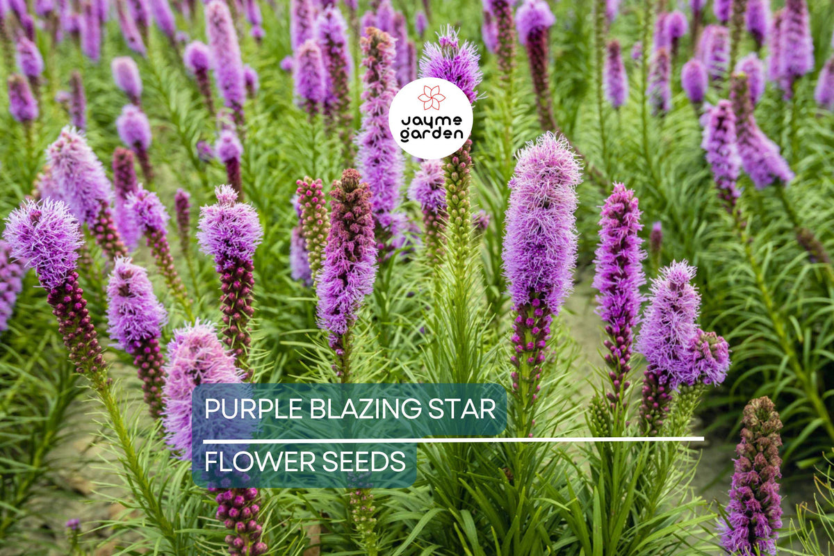 50 Purple Blazing Star Seeds - Liatris spicata - Cold Hardy Pollinator Plant for Garden, Native Perennial, USDA Zones 3-9