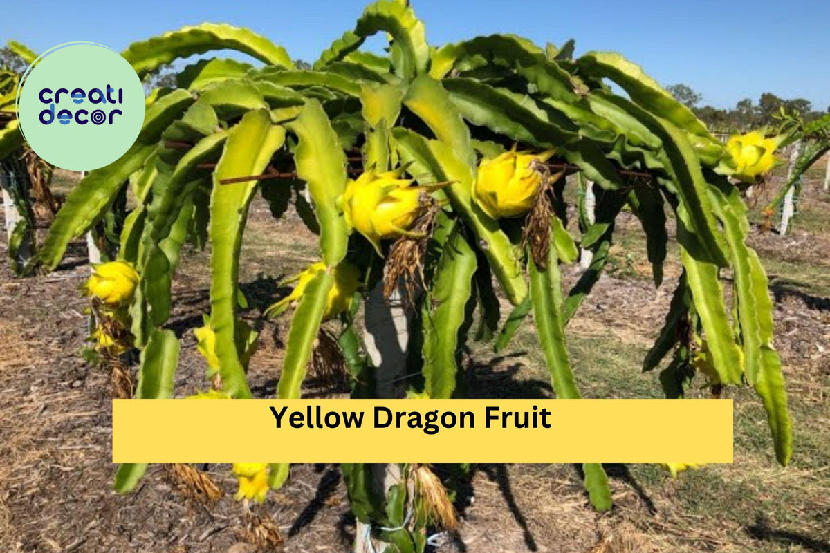 Yellow Dragon Fruit Starter Plant - Hylocereus megalanthus - Sweet Pitaya Cactus for Garden or Greenhouse - Exotic Edible Fruit