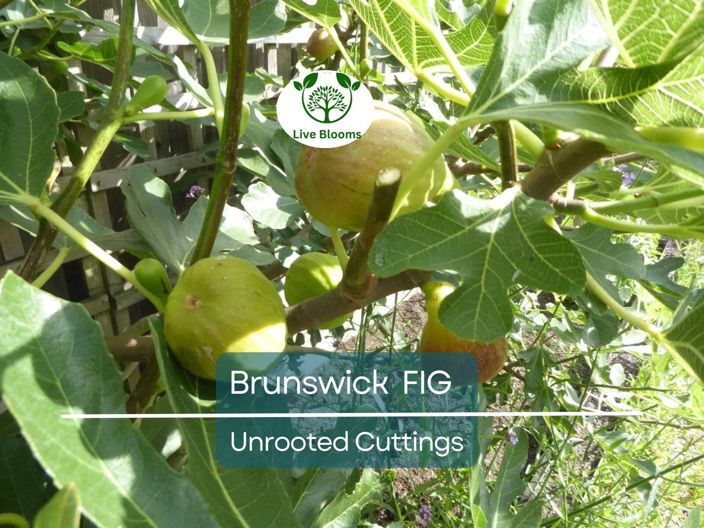 6 Brunswick Fig Tree Unrooted Cuttings 6-8" - Easy to Root Ficus Carica for Sweet Fruit