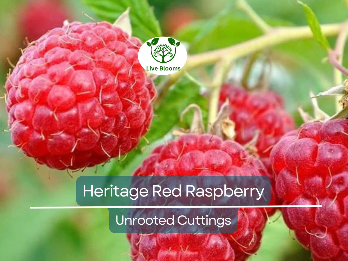4 Red Raspberry Heritage Scion Cuttings - Unrooted 10-12” for Rooting or Grafting - High-Yield Rubus idaeus
