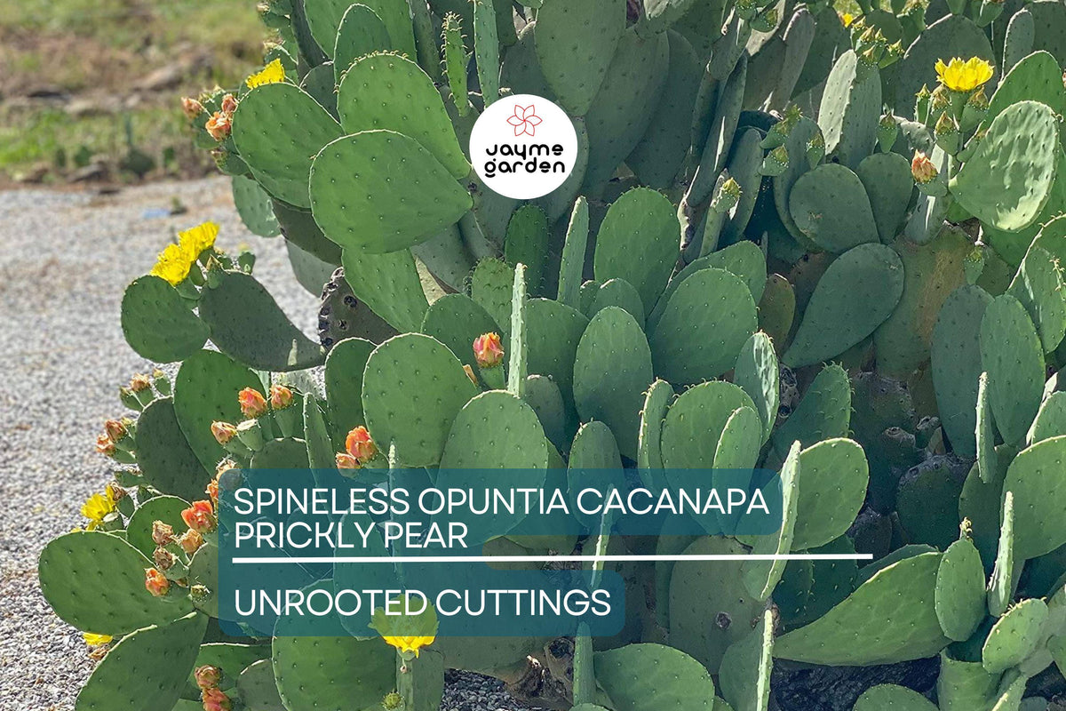 Hardy Prickly Pear Cactus Cuttings | 2 Pads | Opuntia Cacanapa | Winter Resistant, Drought-Tolerant, Edible Nopales