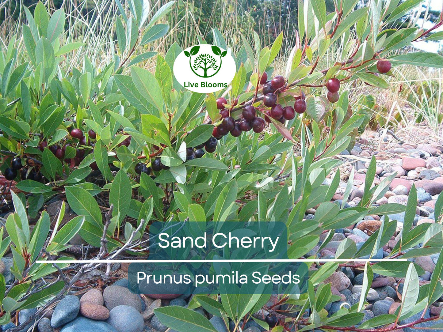 5 Sand Cherry Seeds | Prunus pumila Edible Fruit Shrub, Hardy, Non-GMO, Small Garden Tree