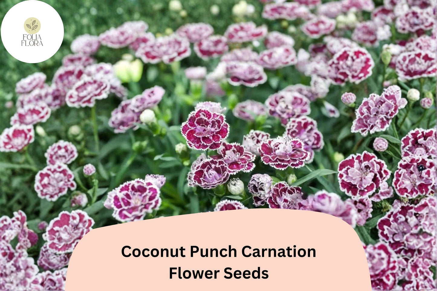 200+ Coconut Punch Carnation Seeds | Dianthus Hybrid with Red & White Bi-Color Blooms