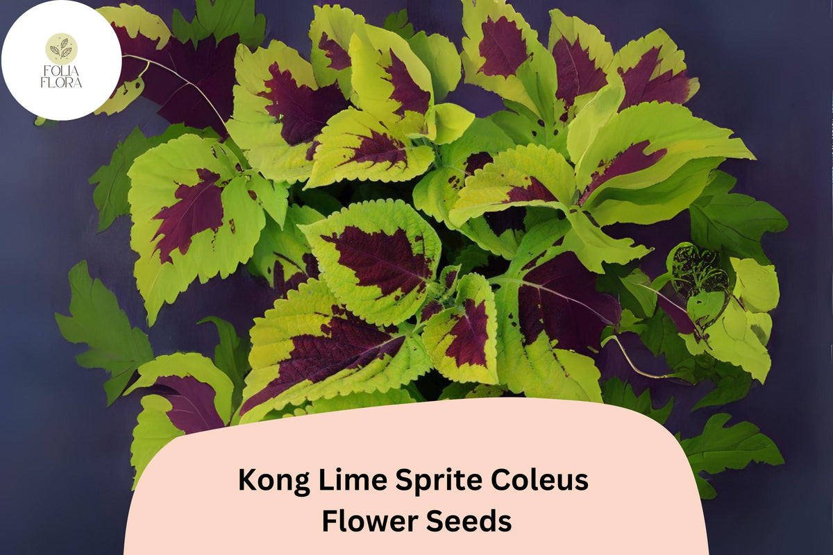 25+ Kong Lime Sprite Coleus Seeds | Large Lime Green & Red Foliage | Shade-Loving Annual Plant