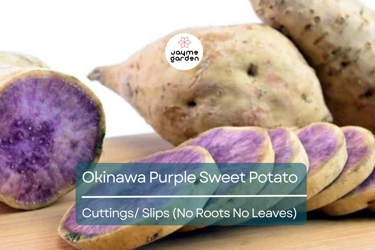 10 Hawaii Okinawa Purple Sweet Potato Slips - Khoai Lang Tim - Ipomoea batatas - Easy to Grow, Fast Growing, No Roots, No Leaves