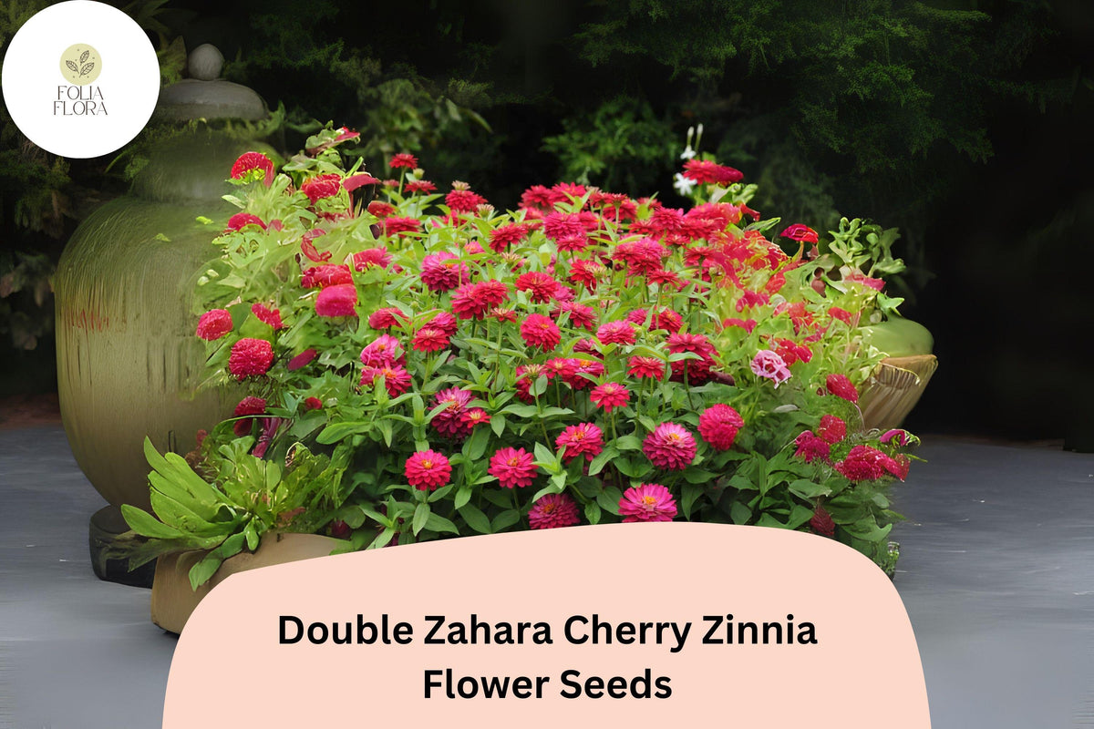 Double Zahara Cherry Zinnia Seeds | 100+ Vibrant Red-Pink Flowers | Heat & Drought Tolerant Annual | Zinnia elegans