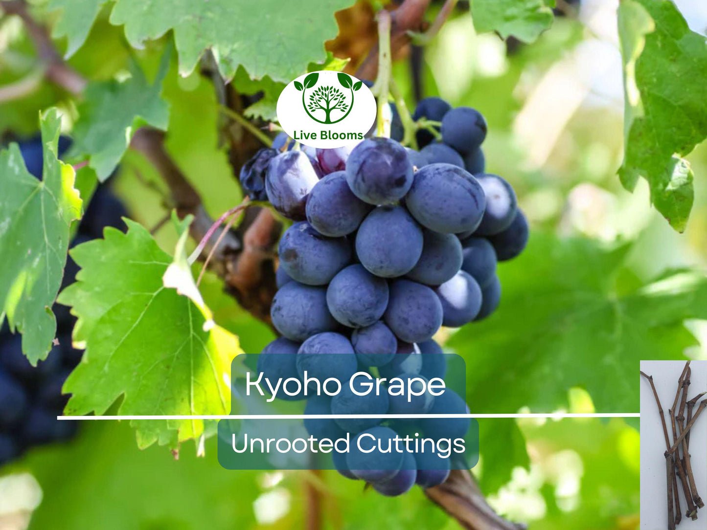 5 Japanese Kyoho Grape Unrooted Cuttings - Sweet Purple Grapes, Easy to Root, Vitis labrusca