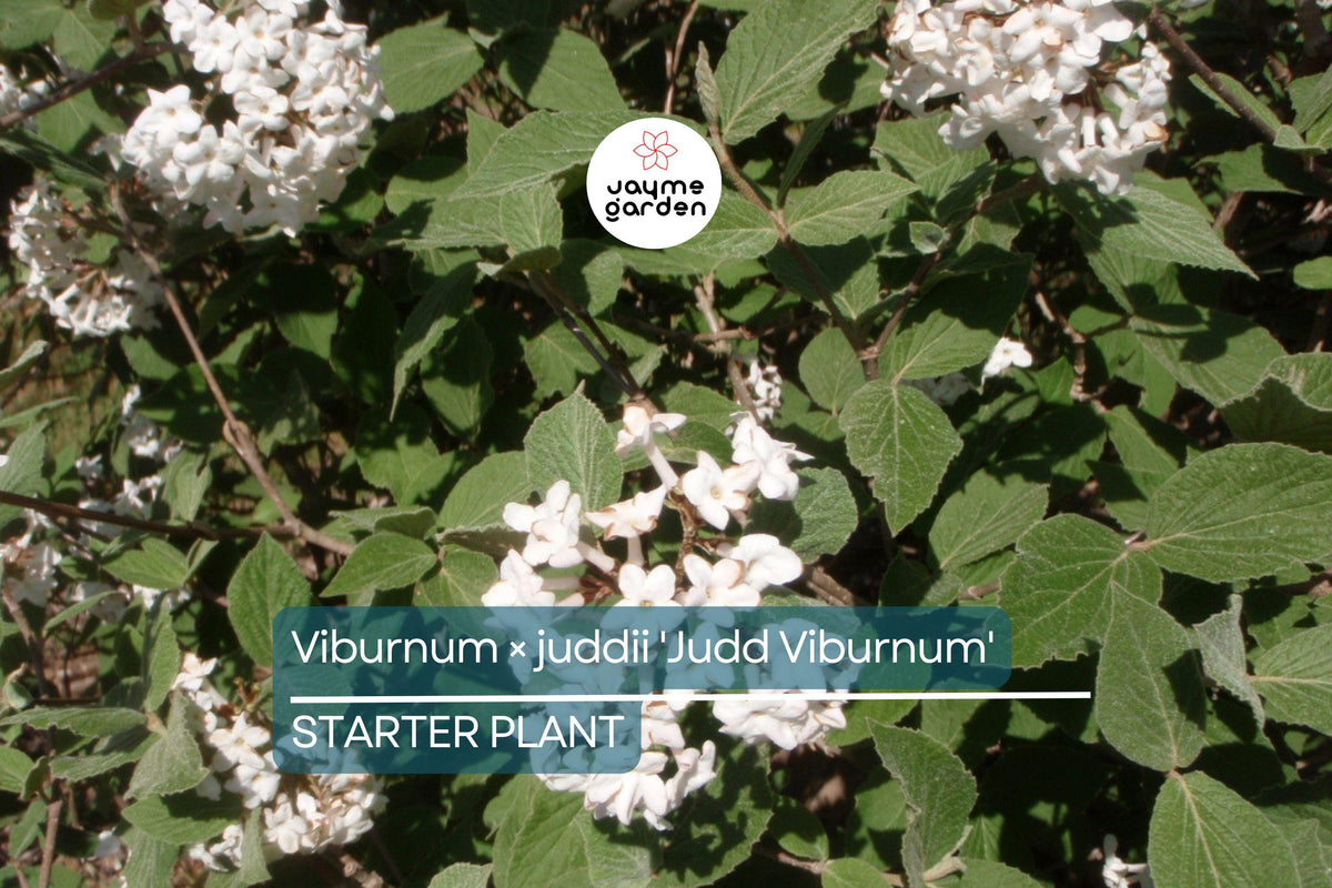 Judd Viburnum Shrub 12-18" - Fragrant Flowers, Colorful Fall Foliage - Viburnum × juddii - Live Deciduous Plant for Zones 4-8