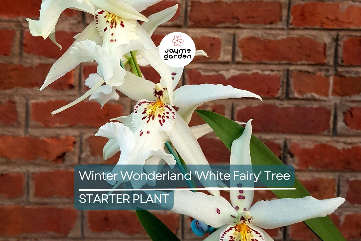 Fragrant Dendrobium 'White Fairy' Orchid Seedling, 4–6" Bare Root, Purple & White Flowers, Perfect for Indoor/Outdoor Decor