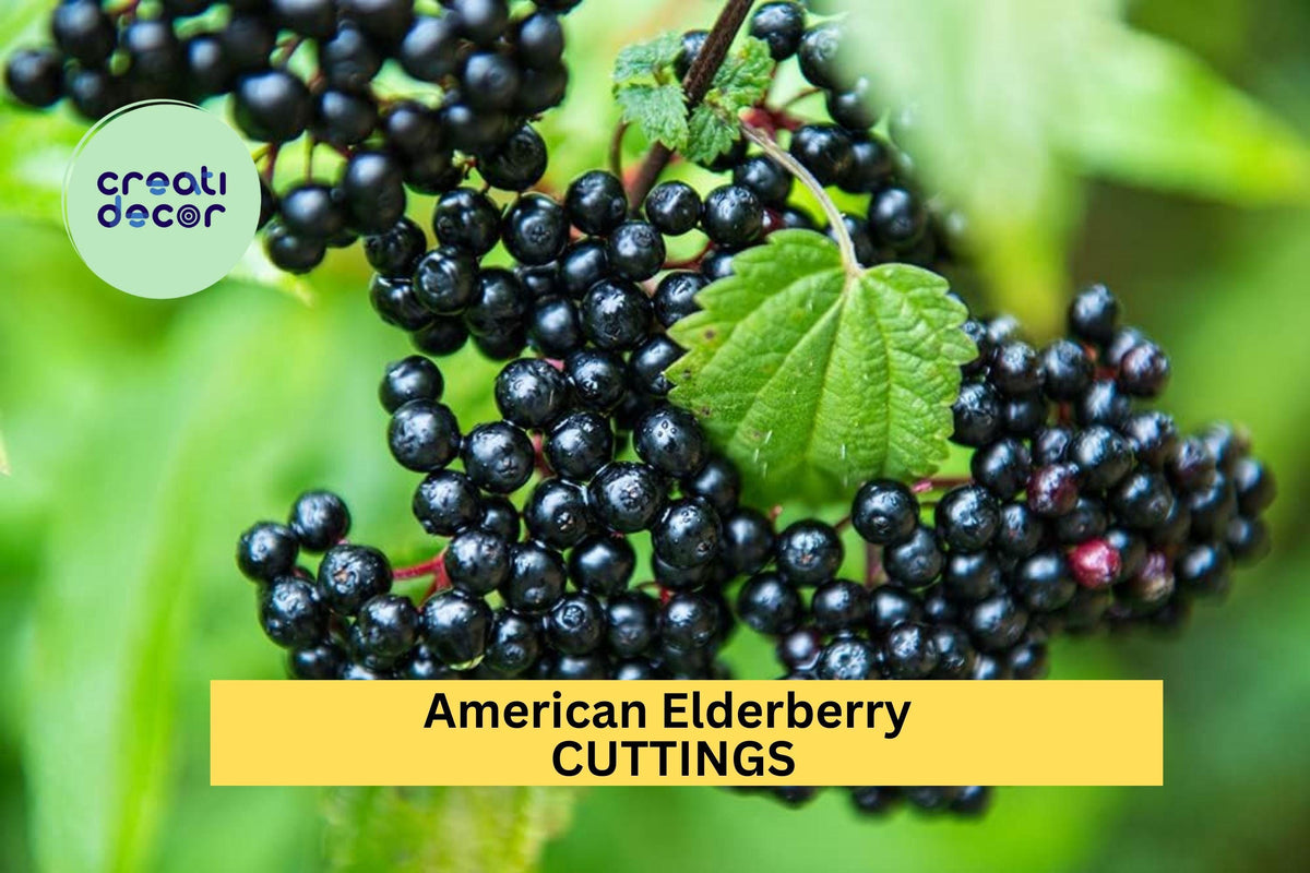 10 American Elderberry Cuttings – Hardy Native Sambucus canadensis Shrubs for Garden Planting