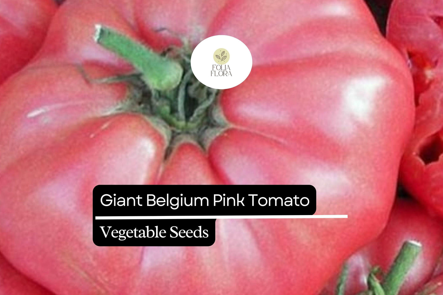 30 Giant Belgium Pink Tomato Seeds – Heirloom, Non-GMO, Extra-Large Sweet Tomatoes for Slicing & Sauces