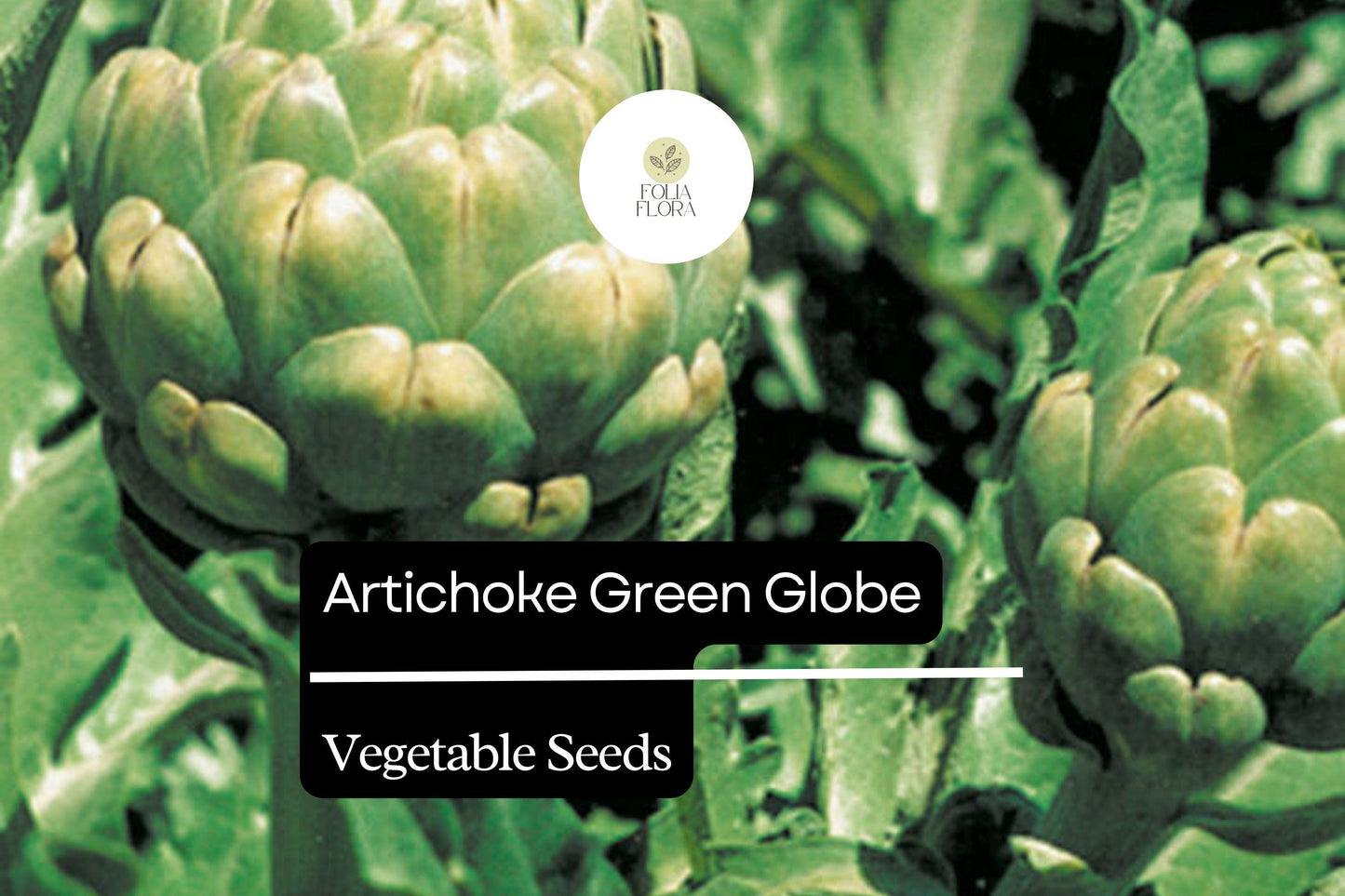 Artichoke Green Globe Seeds - 500mg Heirloom Perennial Vegetable | Cynara scolymus