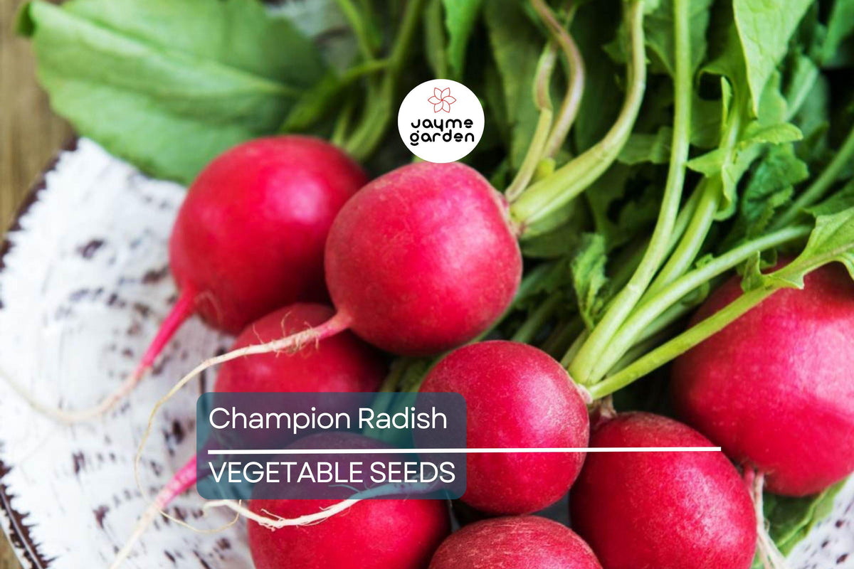 Champion Radish Seeds - 300 Heirloom Non-GMO Scarlet-Red Raphanus sativus for Fast-Growing Gardens & Microgreens