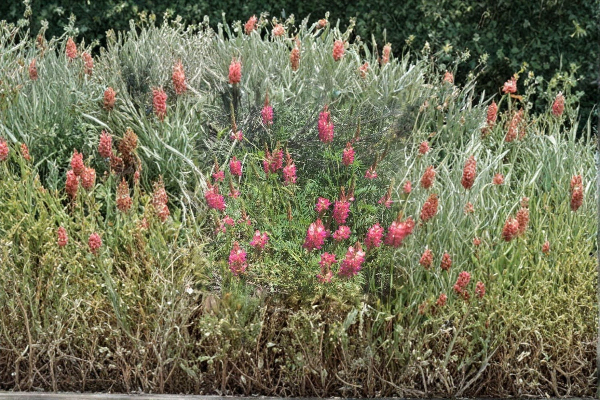 Sainfoin Seeds 100 Count - 'Shoshone' Pink Flowering Legume - Onobrychis viciifolia - Nitrogen-Fixing Forage for Pastures
