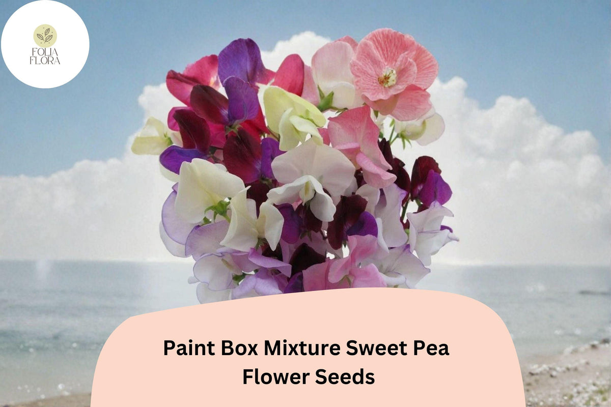Paint Box Mixture Sweet Pea Seeds | Lathyrus odoratus | Mixed Color Blooms | 50+ Seeds for Garden Planting