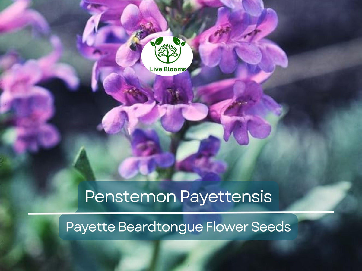 100 mg Penstemon Payettensis Seeds | Payette Beardtongue | Native Wildflower for Pollinator Gardens | Drought Tolerant