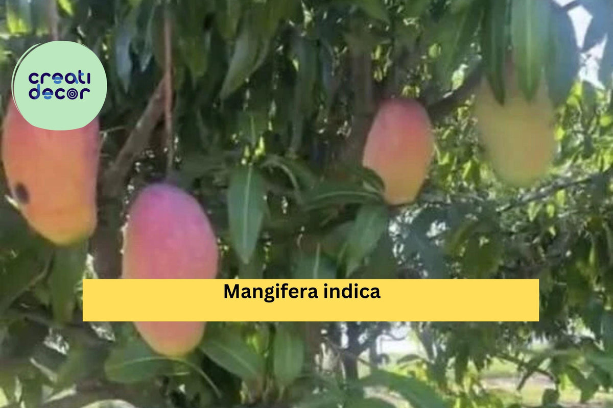 Live Mango Plant Seedling, 9–12” Tropical Fruit Tree in Pot, Mangifera Indica, Easy-Grow for Zones 9-11, Fragrant Foliage