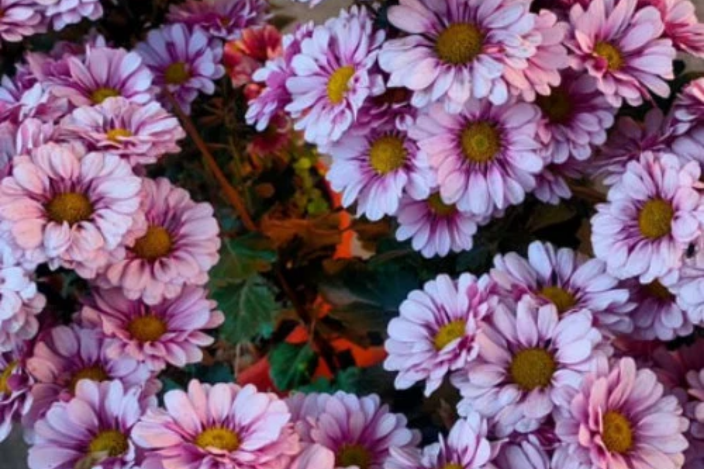Plum Blossom Mum Seeds - 200+ Chrysanthemum morifolium Annual Flower Seeds for Vibrant Garden Color