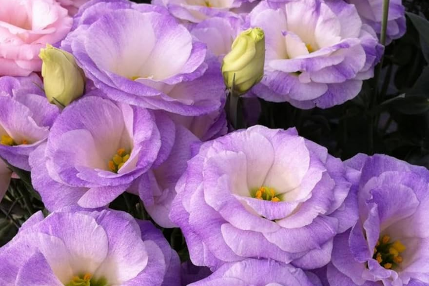 Lisianthus Seeds - 250 Non-GMO Heirloom Flower Seeds - Eustoma grandiflorum for Garden, Cut Flowers, Borders, Containers