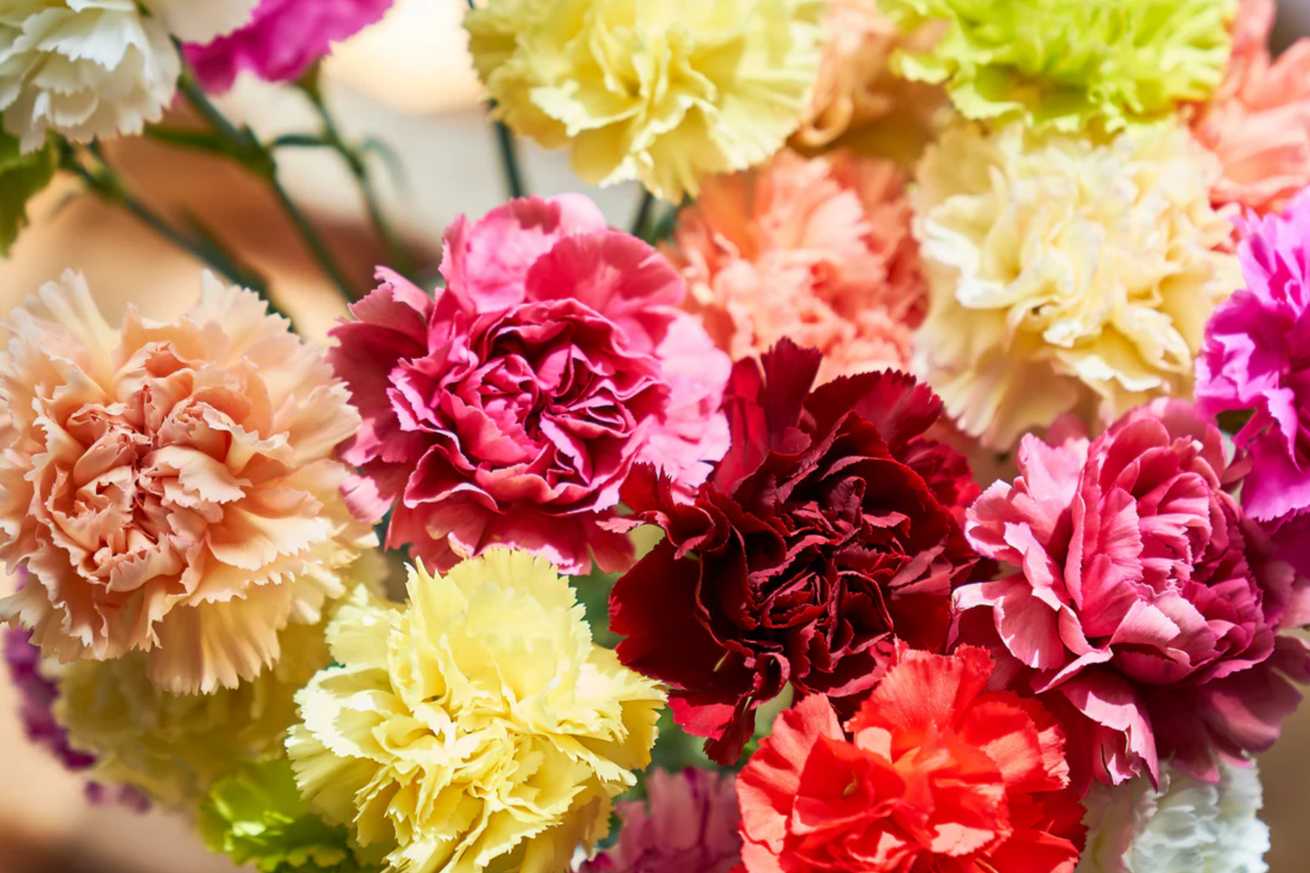 Peach Luster Dianthus Seeds - Bulk 500+ Annual Flower Seeds, Carnation Variety, Dianthus chinensis, Garden Bed & Border Plant