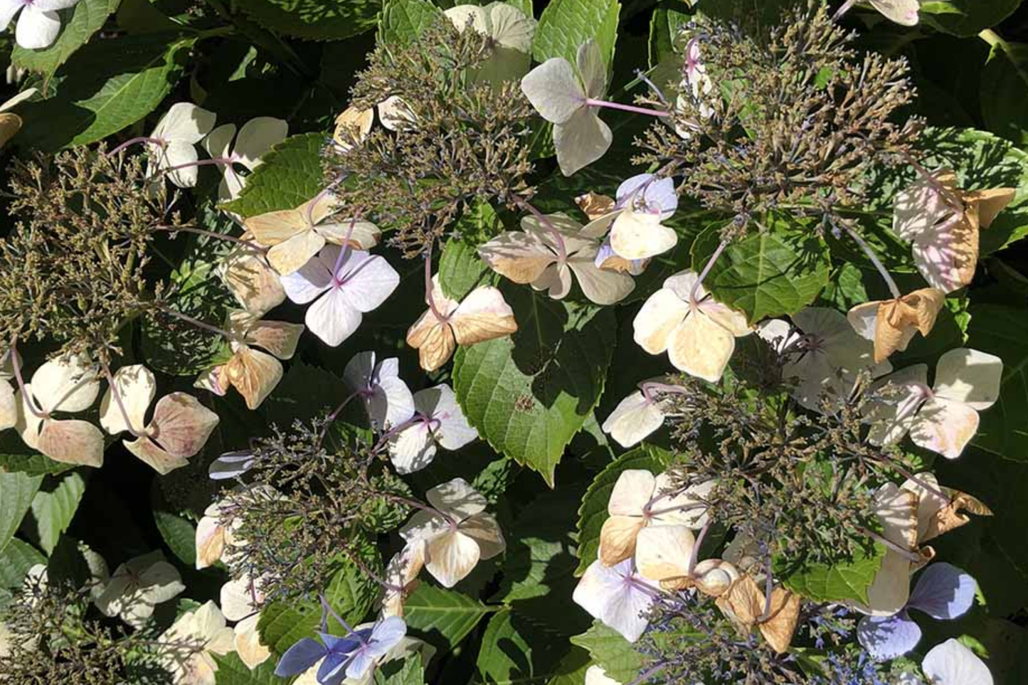 Hydrangea Seeds - Non-GMO Bloomwonder Variety for Gardens & Landscaping - Hydrangea macrophylla