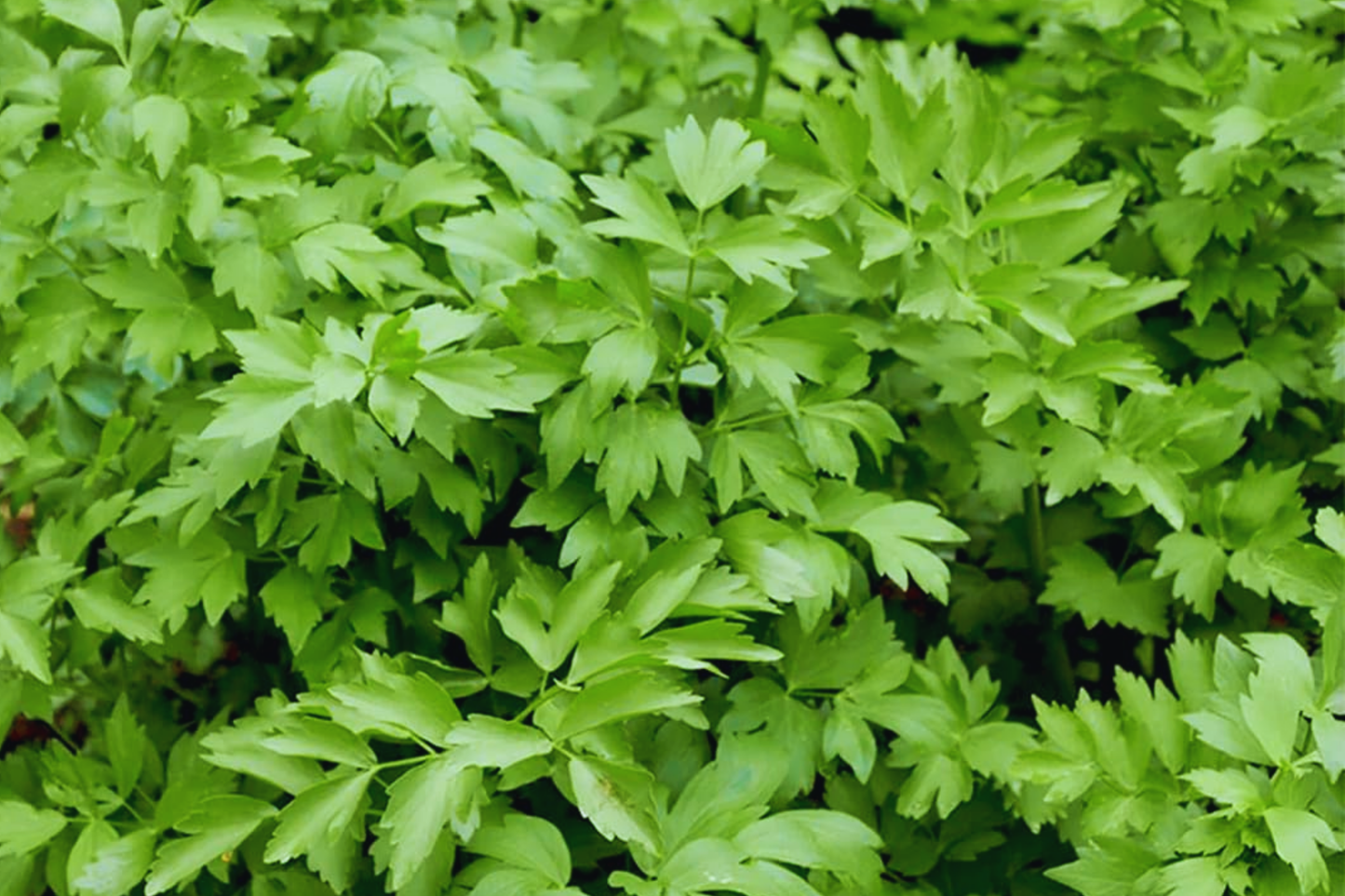 Lovage Seeds | Non-GMO Heirloom | Culinary & Medicinal Herb | Levisticum officinale, Perennial Herb Seeds