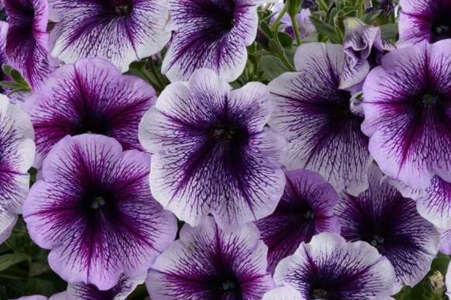 Raspberry Reverie Petunia Seeds - 1000+ Count - Perennial Flower Seeds - Petunia x hybrida - Pink & Purple Blooms
