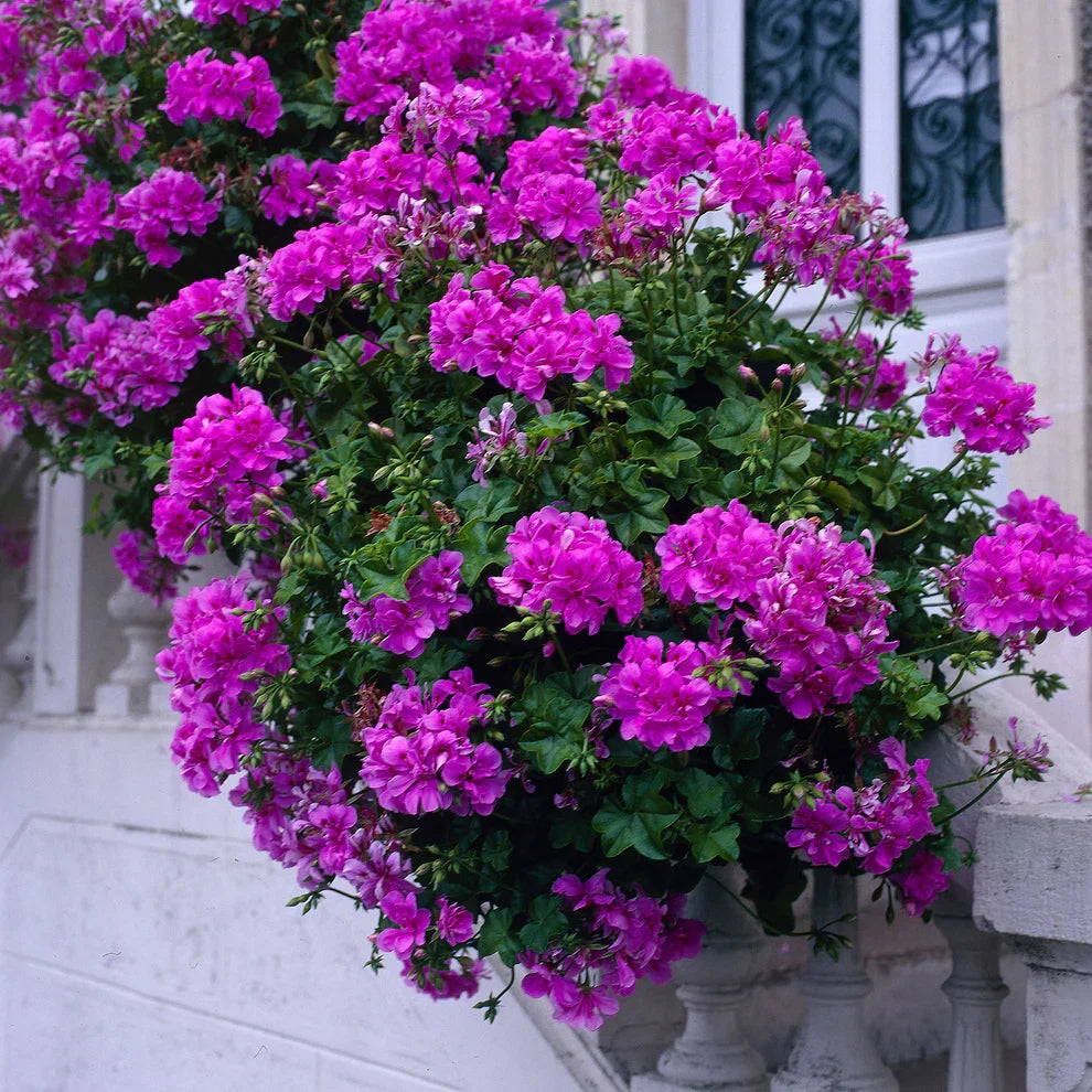 Purple Pelargonium Regal Geranium Cuttings - Martha Washington Flowers, 6-inch Live Starter Plants