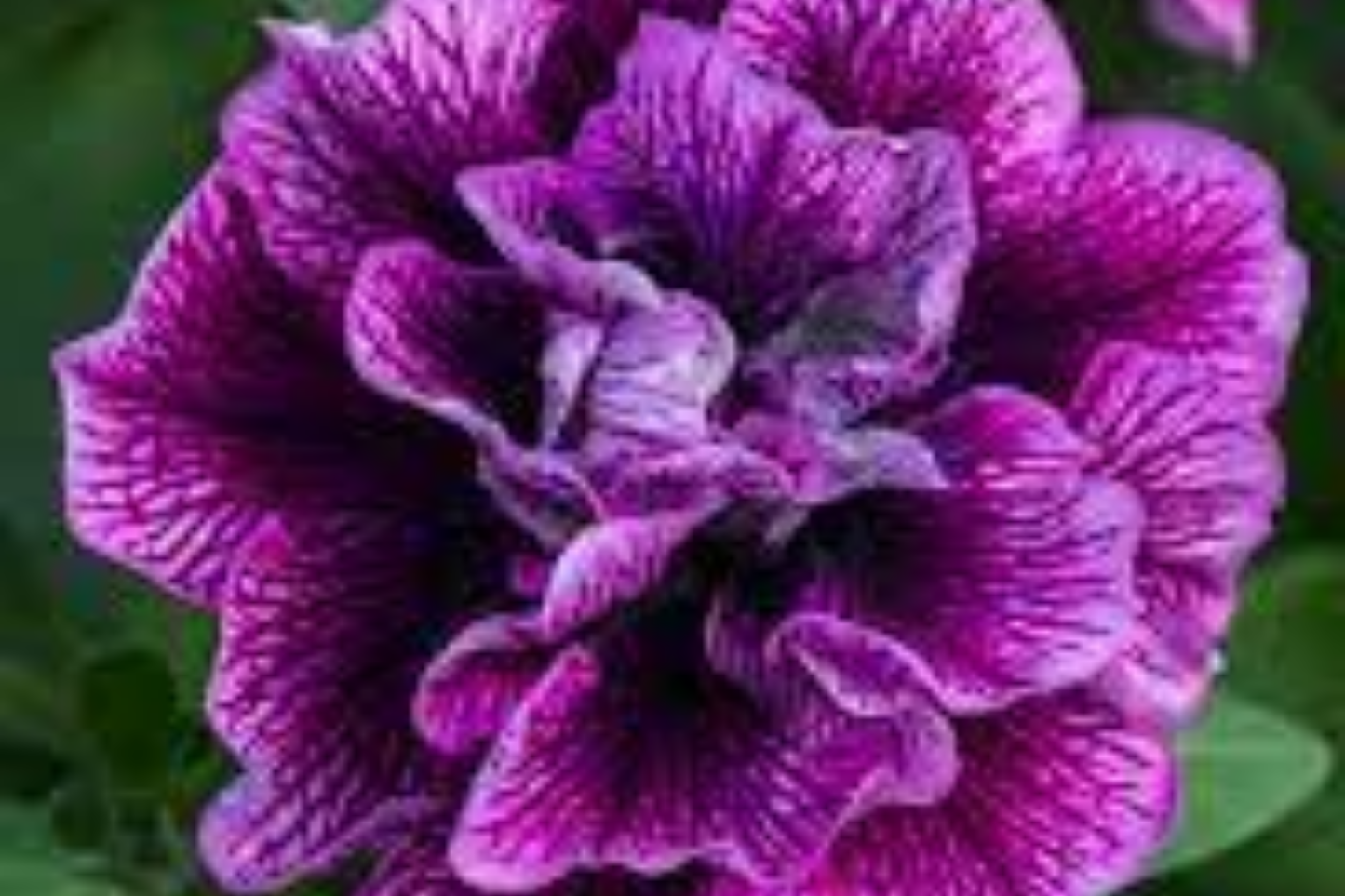 Double Plum Paradise Petunia Seeds - Bulk 1000+ Perennial Flower Seeds for Garden Beds & Containers - Petunia x hybrida