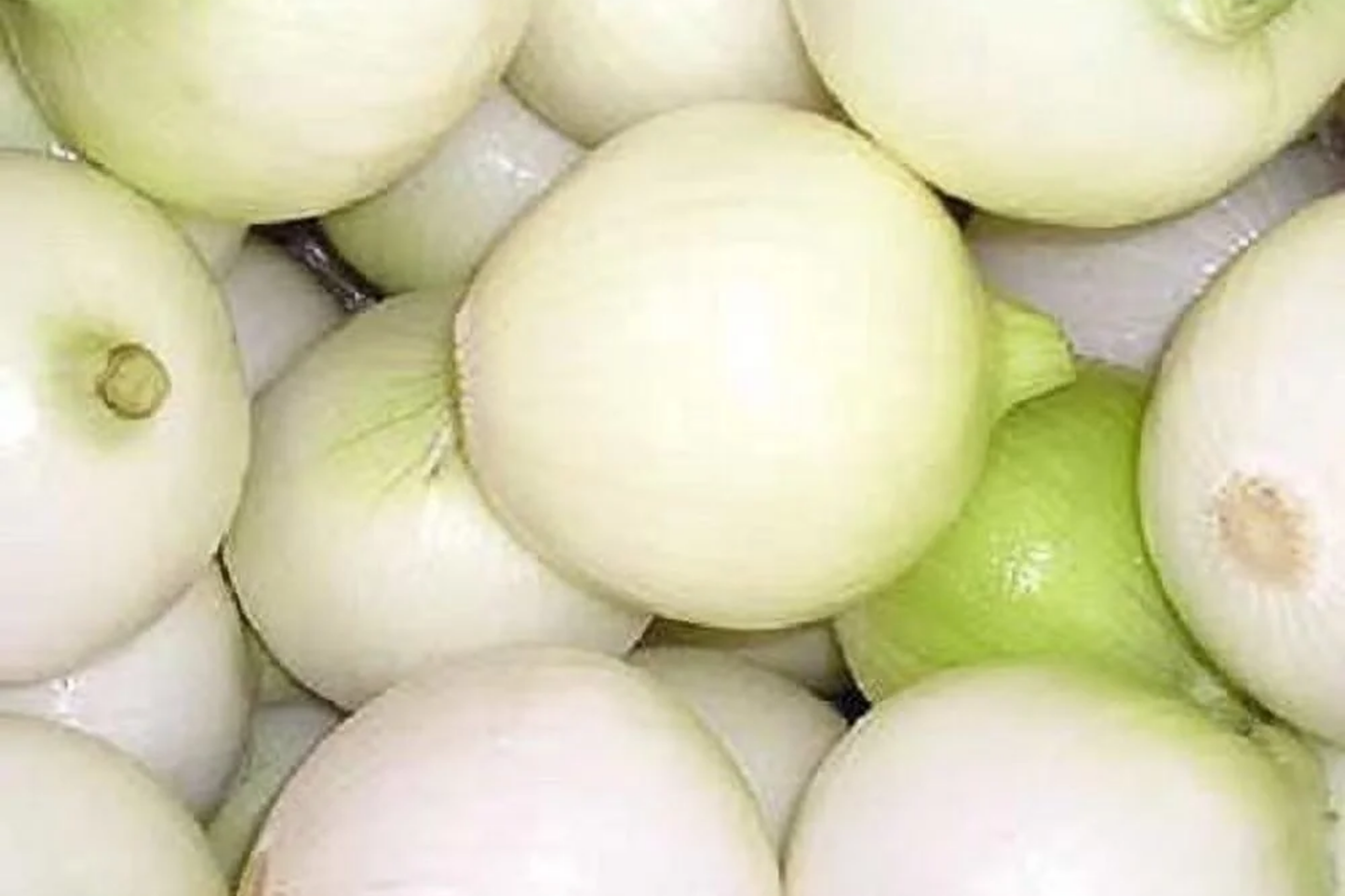 White Wax Onion Seeds | Non-GMO Heirloom Allium cepa | Vegetable Seeds for Garden, Container & Home Growing