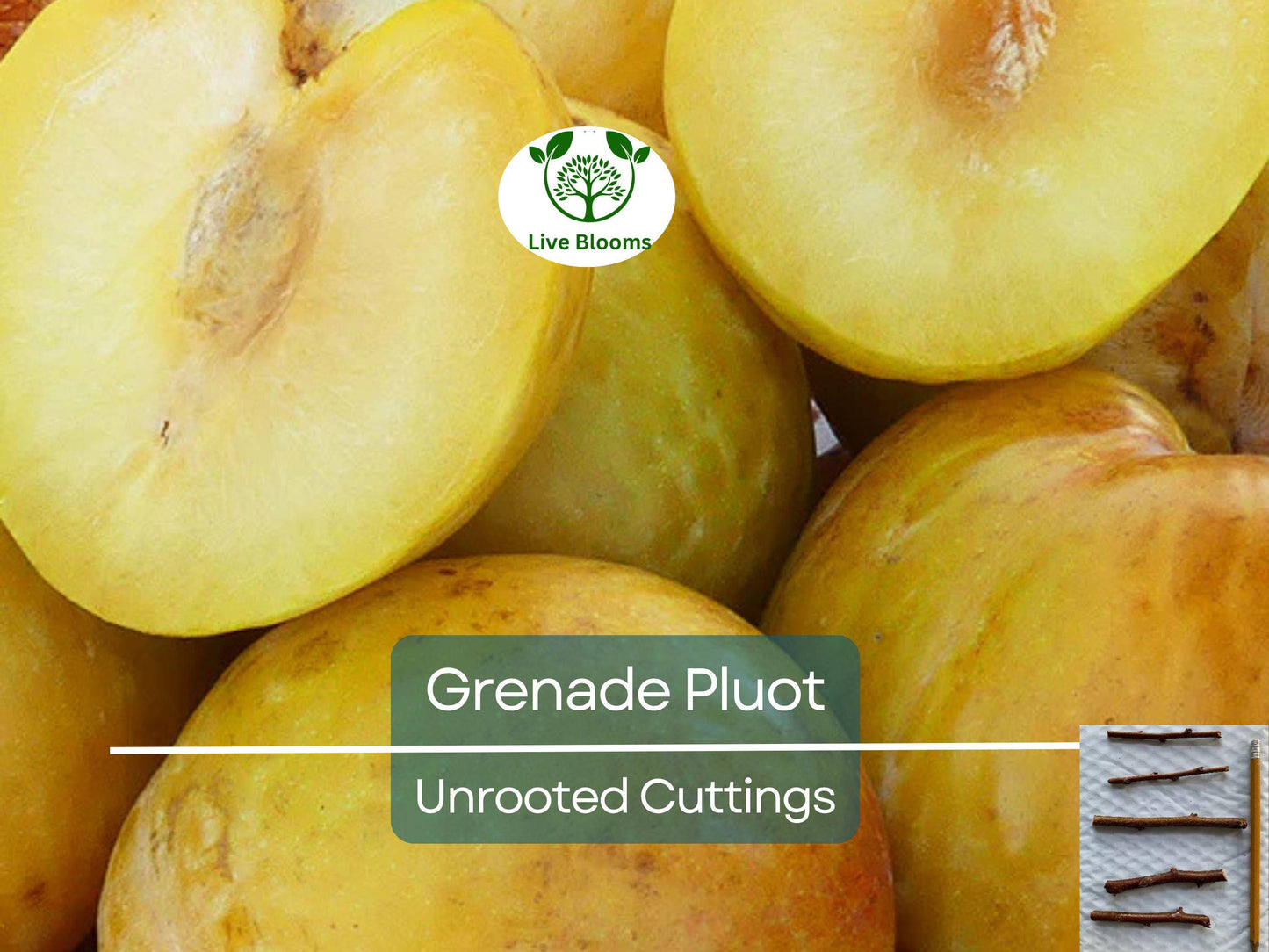 5 Grenade Pluot Unrooted Cuttings - Easy to Grow Hybrid Plum-Apricot Fruit Tree