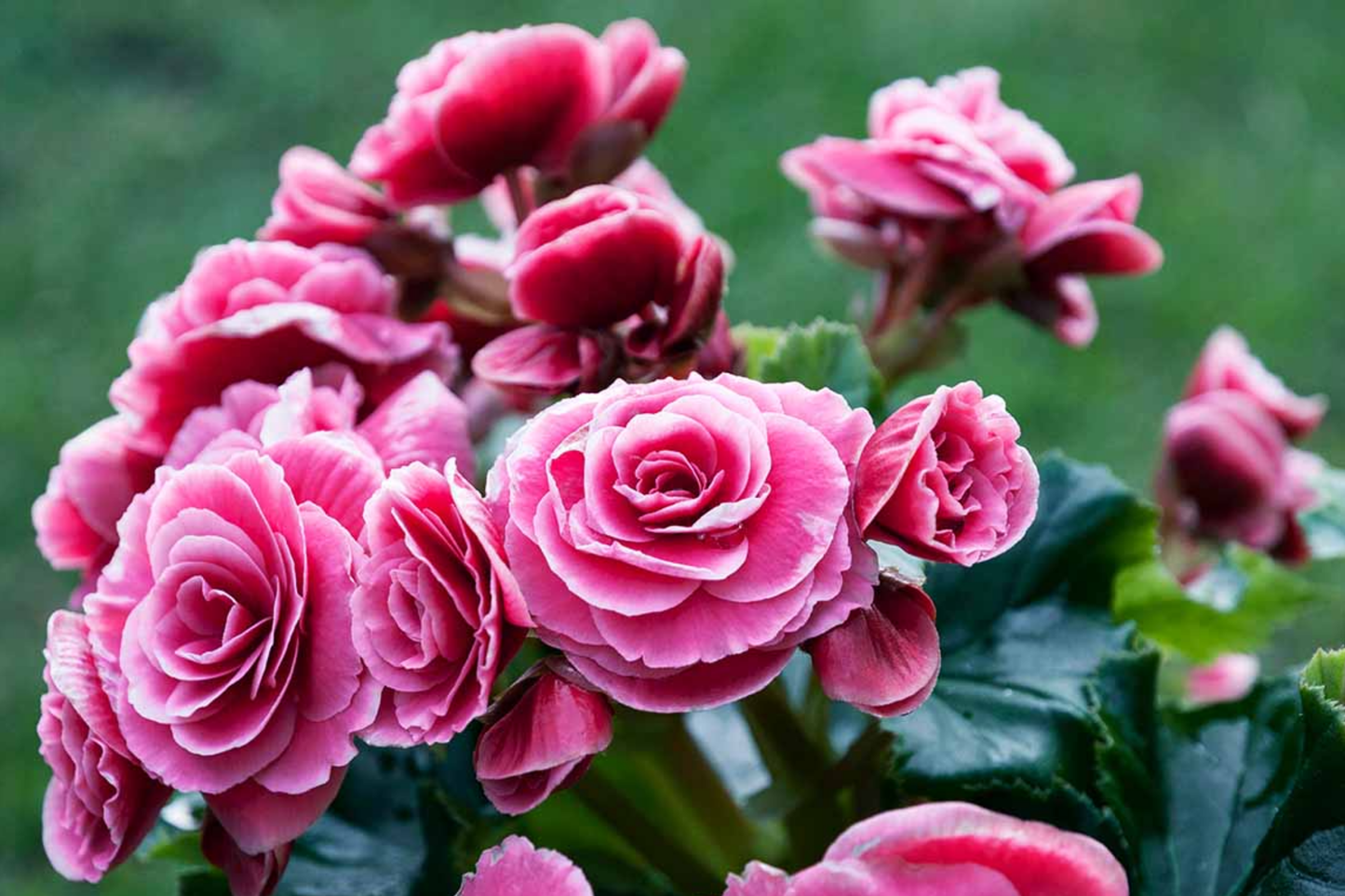 Pink Charm Begonia Seeds - 45 or 125 Count - Pink Flower Seeds - Begonia x tuberhybrida