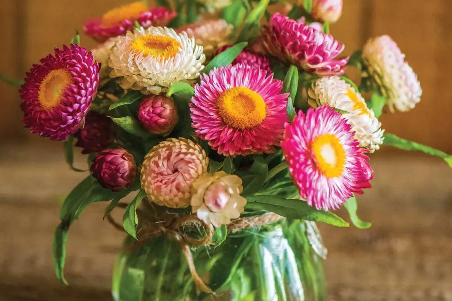 Tom Thumb Mix Strawflower Seeds | Dwarf Helichrysum bracteatum | Vibrant Red, Yellow, Pink, White | Cut & Dried Flowers