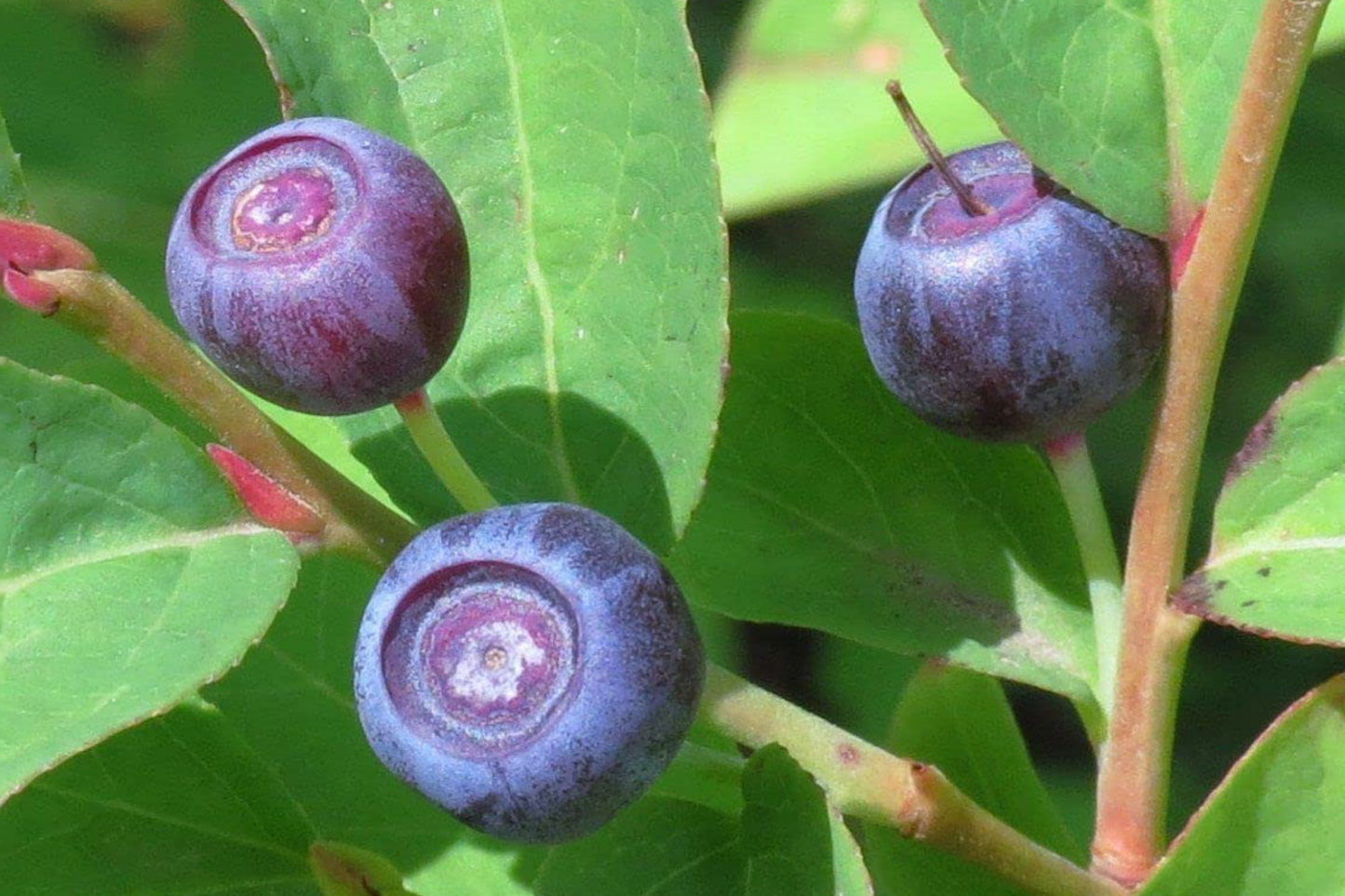Emberberry Huckleberry Seeds - Non-GMO Vaccinium membranaceum Flower Seeds - 125, 300, 500 Packets for Edible Berries