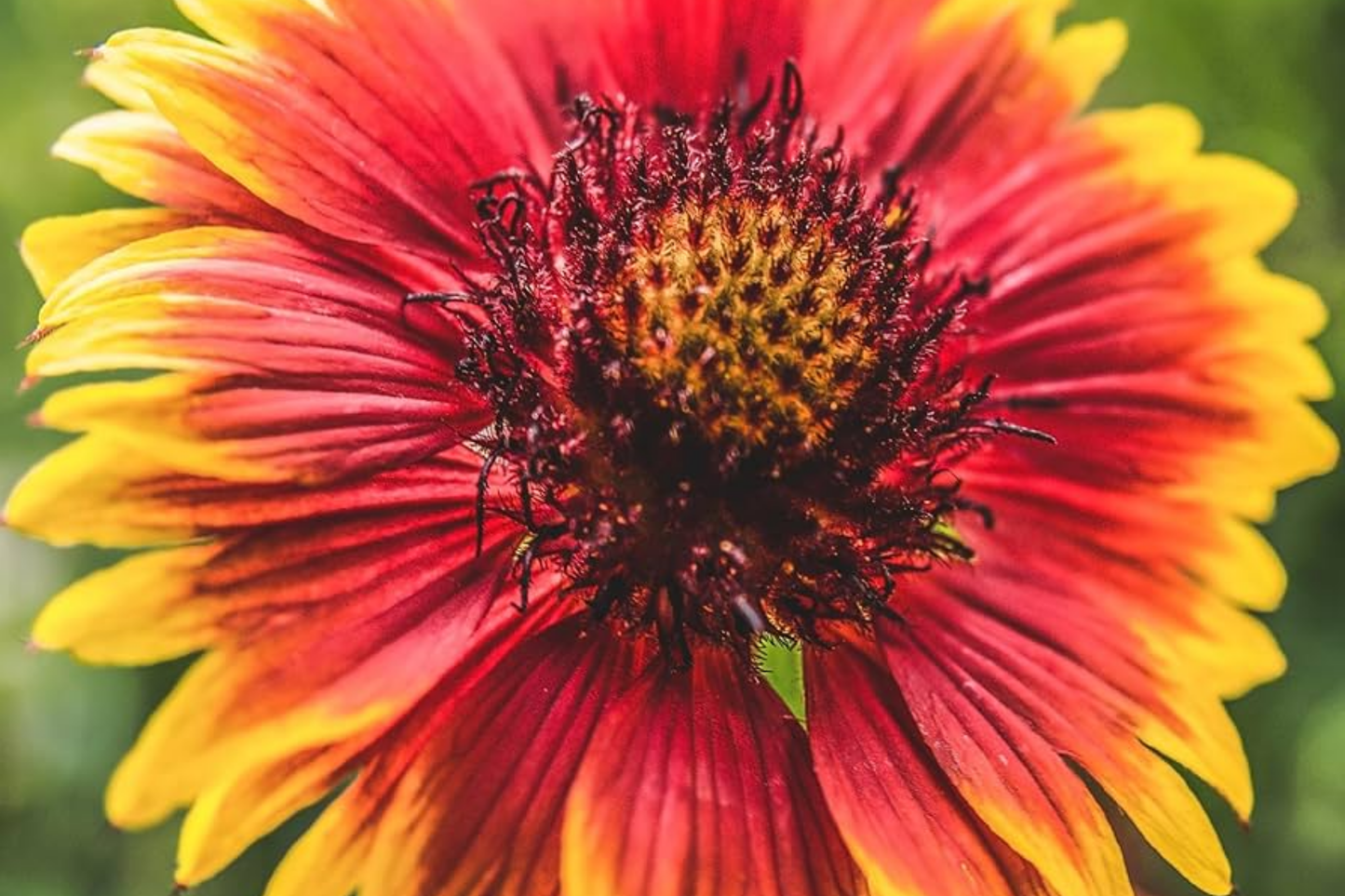 Rosso Raven Blanket Flower Seeds – Gaillardia aristata – Vibrant Red and Yellow Blooms – 200 Non-GMO Seeds for Gardens