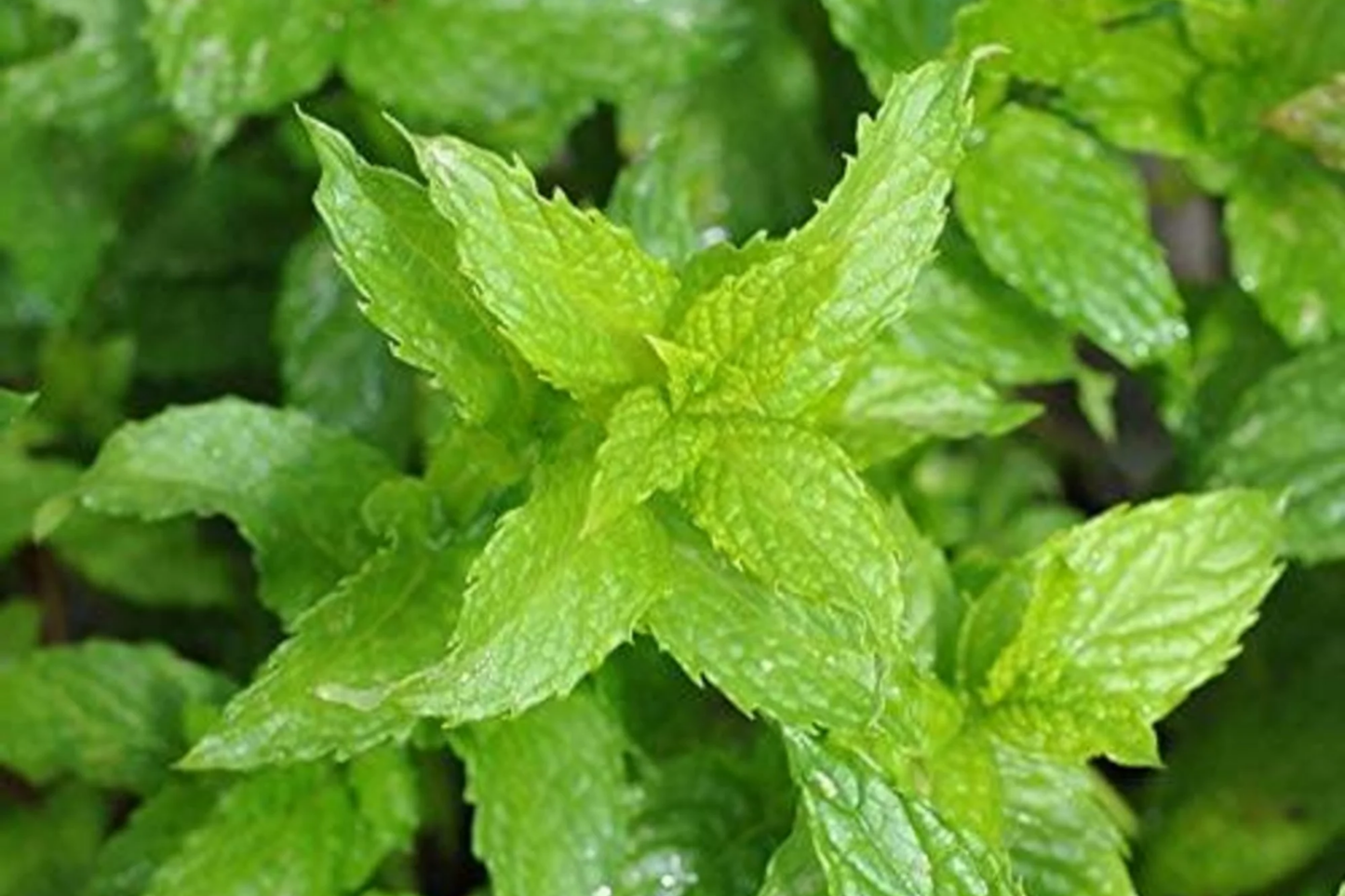 Spearmint Seeds, Non-GMO Mentha spicata Herb, Culinary & Tea Garden Seeds, Pack of 1000+