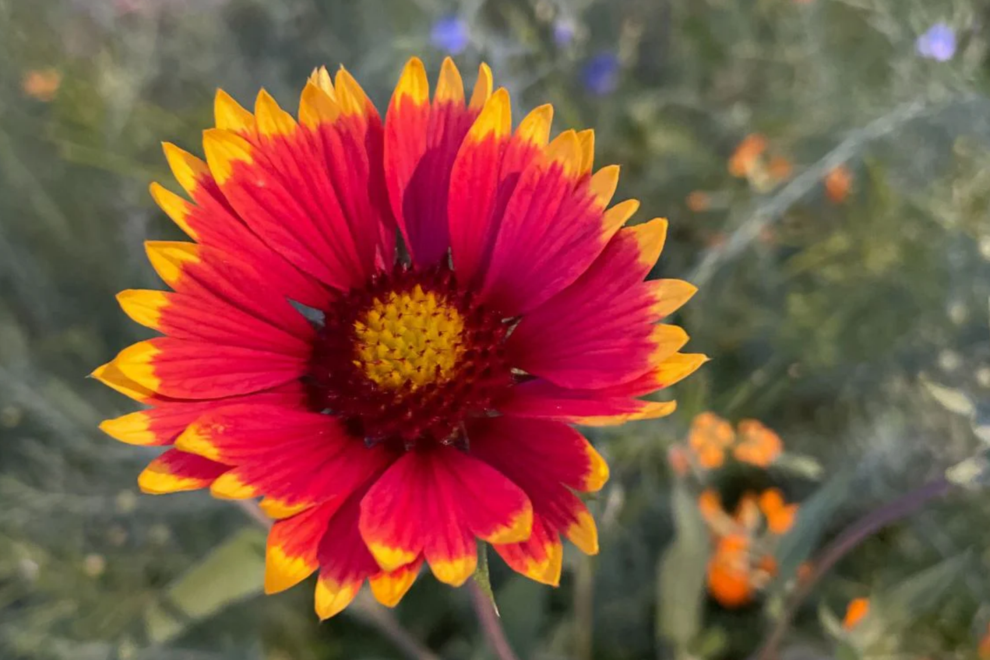 Finesse Blanket Flower Seeds, 200 Non-GMO Gaillardia aristata, Vibrant Red, Yellow & Orange Blooms for Garden, Borders & Containers