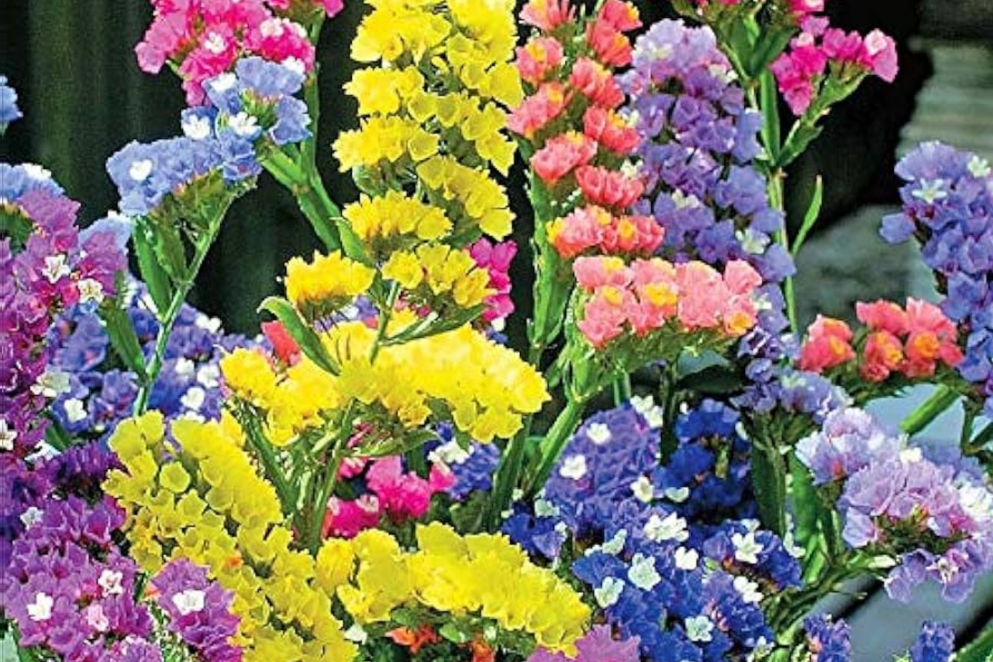 Statice Seeds - 85 Lavender Flower Seeds - Non-GMO Limonium sinuatum for Garden & Cut Flowers