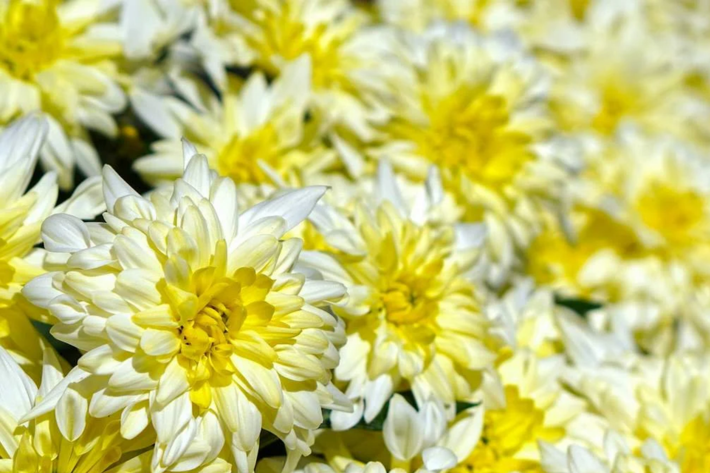 Chrysanthemum Seeds - Gilded Glory - 200+ Annual Flower Seeds for Borders & Containers - Easy to Grow Mum Flower Seeds